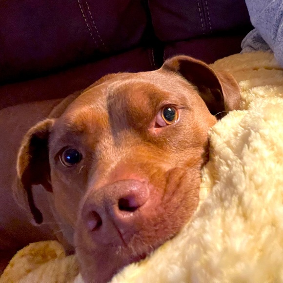 Meet your Posher, Jennifer - Picture 1 of 1